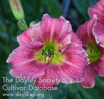 Daylily Little Rootie Tootie